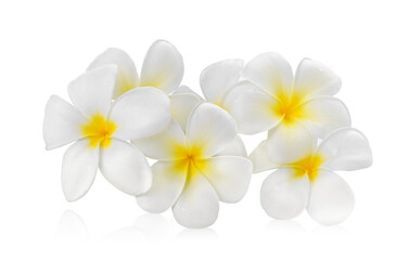 frangipani flower isolated white