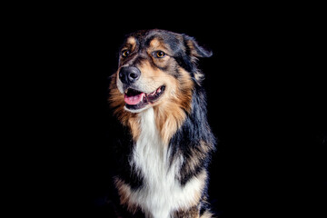portrait of a dog australian shepherd