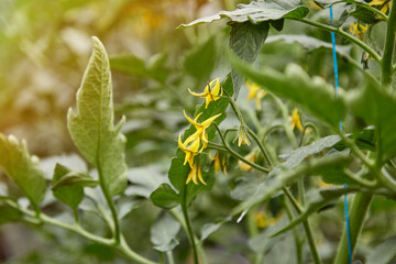 Spring greenhouse. Young tomato plant grown in a greenhouse. Spring home plants concept. Blooming tomatoes.
