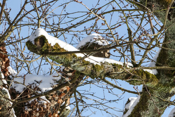 Schnee auf den Ästen der Bäume