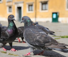 pigeons in the European city square looking for bread crumbs