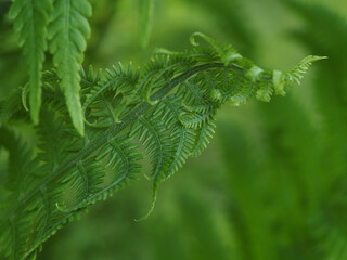 Young fern