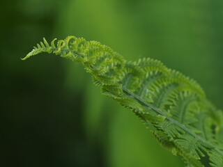Young fern