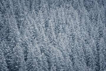 Coniferous forest closeup, Western Tatra Mountains, Poland. Winter in the woodland. Tall fir trees growing on a steep slope. Selective focus on the plants, blurred background.