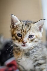 portrait of a one-month-old light striped kitten with blue eyes, selective focus, close up