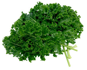 young kale seedlings sprouting