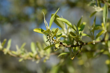 Obraz premium Autumn olive