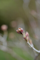 Flowering Dogwood Cherokee Chief