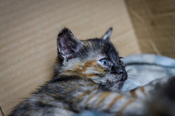 portrait of a striped and spotted one month old kitten with dark face and blue eyes, shallow depth focus