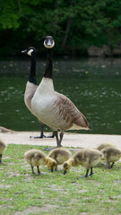 Canada geese standing watch while baby goslings feed in the grass by a lake