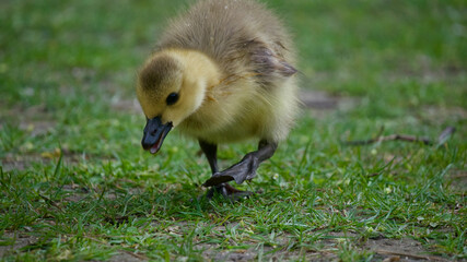 Close-up of a single gosling walking in the grass looking for food