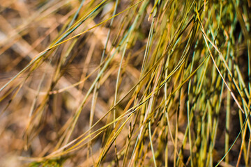 Old green grass at unkempt lawn. Macro, soft selective focus.