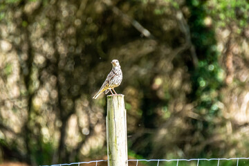 Song thrush catching leather jacket grubs from the meadow, turdus philomelos