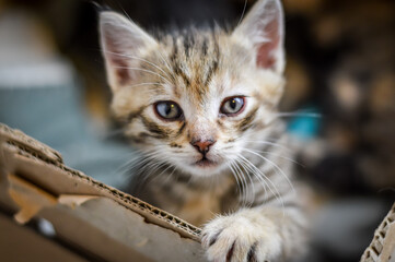 portrait of a one-month-old striped kitten with the paw on the edge of the cardboard box where he grew up, shallow depth focus	