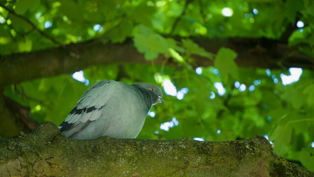 Close-up of a pigeon perched on a tree branch seen from under