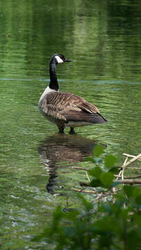 Canada goose standing in the water looking to the side