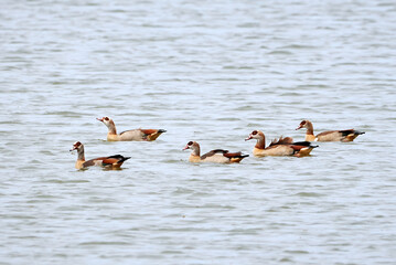 Egyptian geese Swimming in a lake in Germany (Alopochen aegyptiaca)	