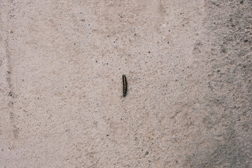 A beautiful caterpillar is crawling.