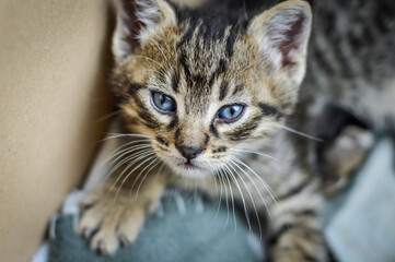 portrait of a one-month-old light brown striped kitten in the cardboard box where he grew up, shallow depth focus