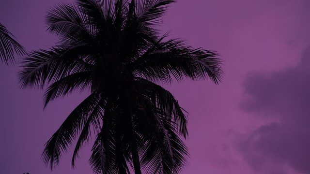 Palm tree silhouette on pink sunset background. 4k footage