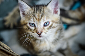 portrait of a one-month-old light brown striped kitten in the cardboard box where he grew up, shallow depth focus