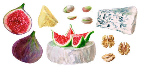 Set. Cheese, nuts, figs. Watercolor painting. The image is hand-drawn and isolated on a white background. Suitable for digital scrapbooking.