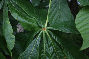 Fresh green chestnut leaf in spring close up