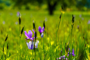 einzelne blaue Lilien, isolated Lilly, Blühendes Lilienfeld, blaue sibirische Schwertlilien in einem Naturschutzgebiet, blaue und weisse Blüten, blühende Blumen, mitten im Schilf, leuchtende Farben