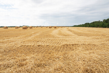 Golden field after harvesting with round straw rolls. Agriculture concept, harvest time