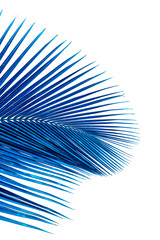 Obraz premium Palme bleue sur fond blanc 