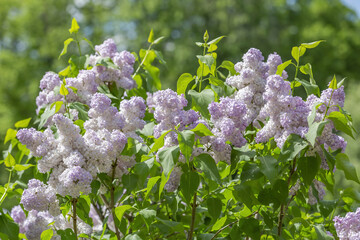 Lilac bush branches with green leaves and bright blossoming flowers