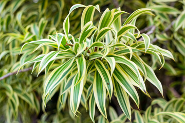 Dracaena is an ornamental plant. The variety grows in Indonesia in the open ground.