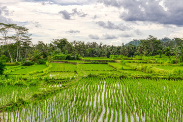 Fototapeta na wymiar Asian rice fields. Growing a crop in water. Indonesia. Village life