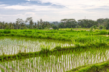 Fototapeta na wymiar Asian rice fields. Growing a crop in water. Indonesia. Village life