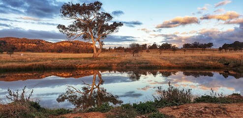 Australische landstruikscène met grote gomboom weerspiegeld in water