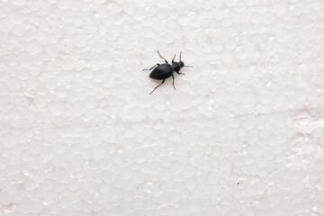 Large black beetle on a white surface. A large black insect.