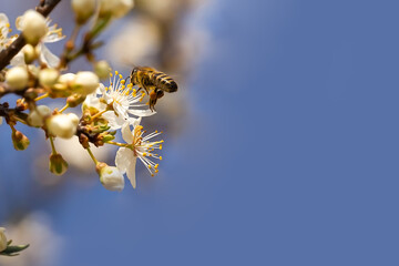 Honey bee collecting pollen at white flower. Bee collecting honey. Bee on white flower in blue...