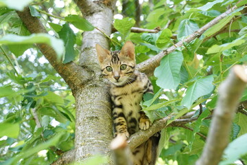 Katze Baum