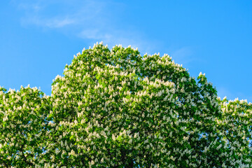 Fototapeta na wymiar green chestnut tree and blue sky