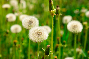 dandelion field on a sunny summer day