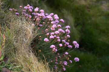 Obraz premium Sea Pinks (Armeria) flowering in springtime at Pendennis Point near Falmouth in Cornwall