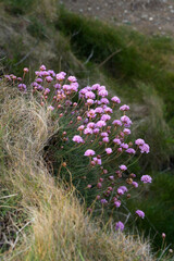 Obraz premium Sea Pinks (Armeria) flowering in springtime at Pendennis Point near Falmouth in Cornwall