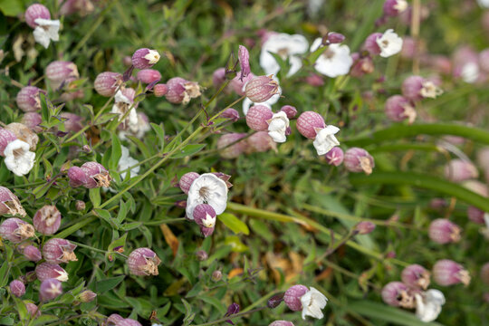 Sea Campion (Silene uniflora) growing by the coast at Pendennis Point in Falmouth, Cornwall