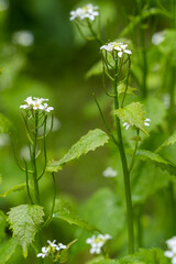Garlic Mustard (Alliaria petiolata) flowering in springtime in Cornwall