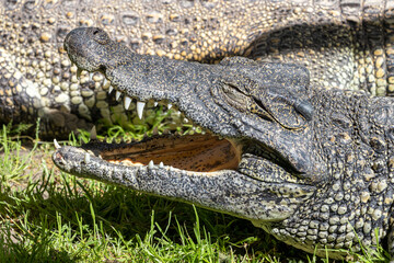 The Cuban crocodile (Crocodylus rhombifer), small species of crocodile endemic to Cuba