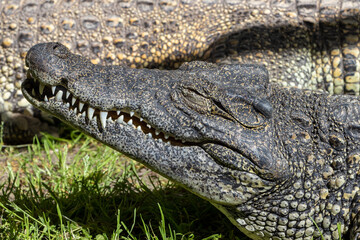 The Cuban crocodile (Crocodylus rhombifer), small species of crocodile endemic to Cuba