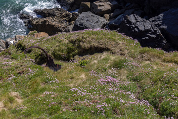 Sea Pinks (Armeria) flowering in springtime at St Ives in Cornwall