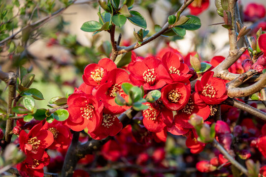 Bright red flowers of a Flowering quince, Chaenomeles speciosa, shrub.  a thorny deciduous or semi-evergreen shrub also known as Japanese quince or Chinese quince