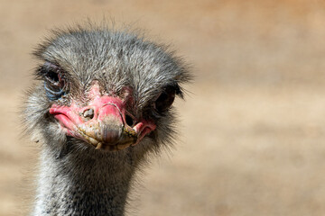 Ostrich bird head and neck front portrait, closeup of ostrich face.