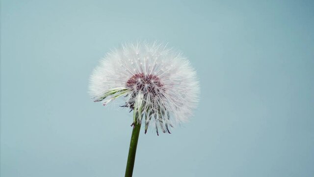 Opening flowers of Dandelion in blue background. Time lapse.